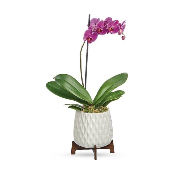 Architectural Orchid Plant