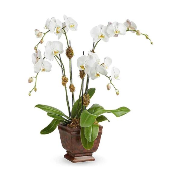Blossoming Orchid Plant