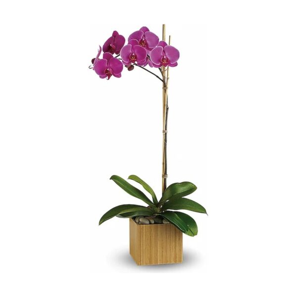 Imperial Purple Orchid