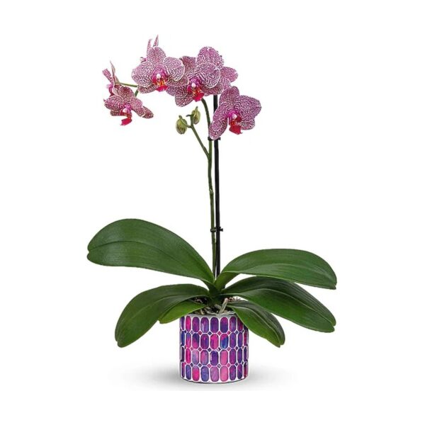 Jewel Shine Orchid
