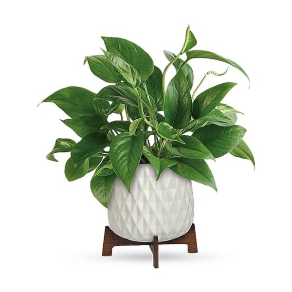 Lush Leaves Pothos Plant