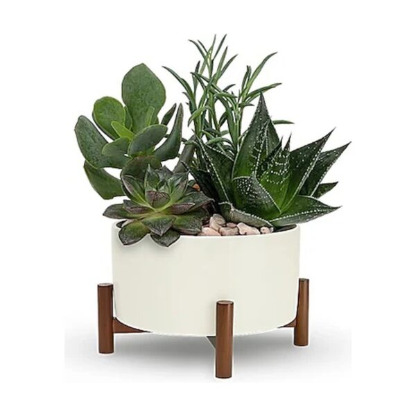 Mid-Century Garden