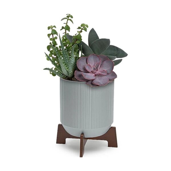 Mod Succulents