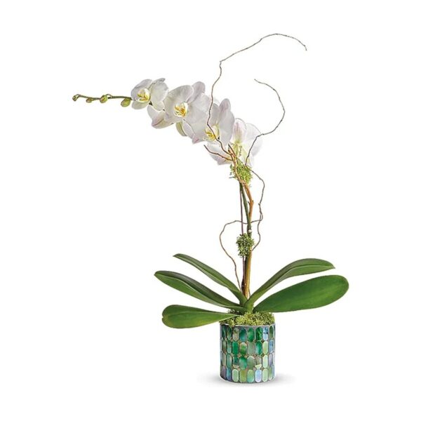 Elegant white orchid in decorative pot